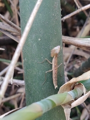 Schizomantodea