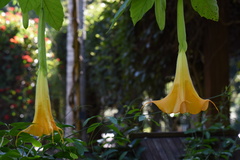 Brugmansia aurea