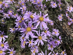 Olearia pimeleoides