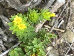 Gnidia juniperifolia