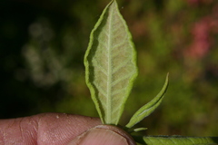 Rhododendron prinophyllum