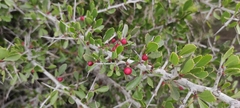 Gymnosporia senegalensis