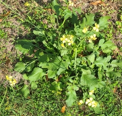 Raphanus raphanistrum