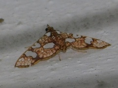 Glyphodes canthusalis