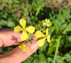 Raphanus raphanistrum