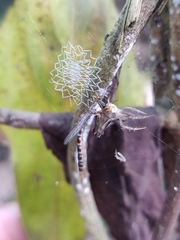 Argiope