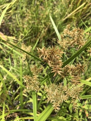 Cyperus pilosus