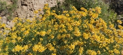 Genista umbellata