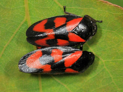 Cercopis vulnerata