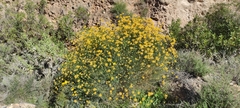 Genista umbellata