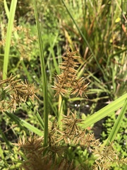 Cyperus pilosus