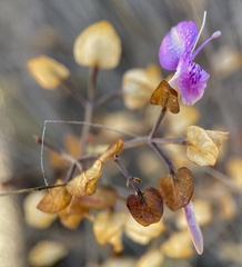 Dicliptera resupinata