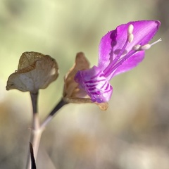 Dicliptera resupinata