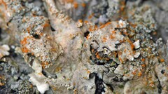 Erythricium aurantiacum