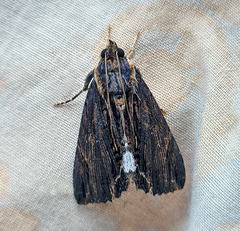 Ercheia umbrosa