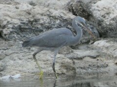 Egretta gularis