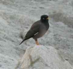 Acridotheres tristis