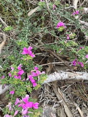 Indigofera alopecuroides