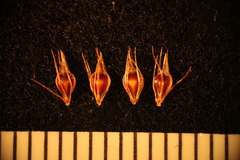 Rhynchospora glomerata glomerata