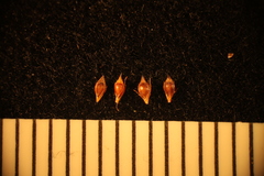 Rhynchospora knieskernii