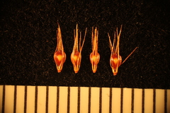 Rhynchospora stiletto