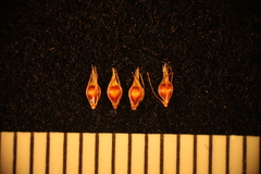 Rhynchospora capitellata