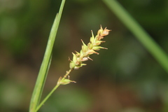 Carex polymorpha
