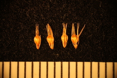 Rhynchospora chalarocephala