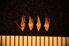 Rhynchospora glomerata angusta