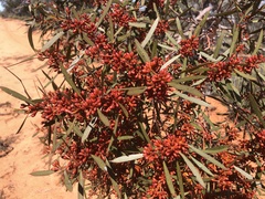 Eucalyptus leptophylla
