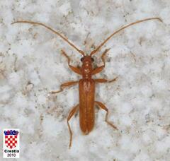 Axinopalpis gracilis