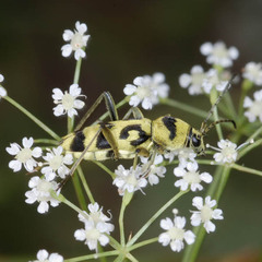 Chlorophorus varius