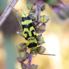 Chlorophorus varius