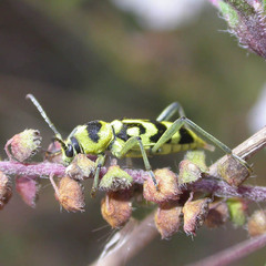 Chlorophorus varius