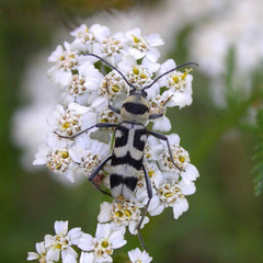 Chlorophorus varius