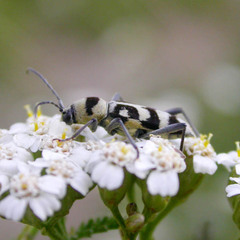 Chlorophorus varius