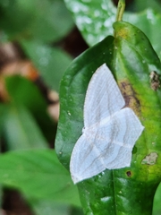 Acropteris striataria