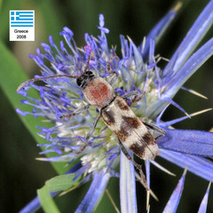 Chlorophorus trifasciatus