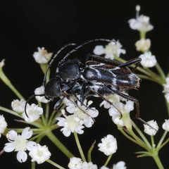 Chlorophorus sartor