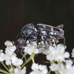 Chlorophorus sartor