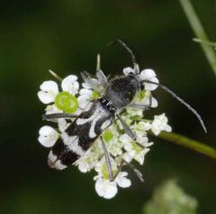 Chlorophorus figuratus