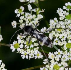 Chlorophorus figuratus