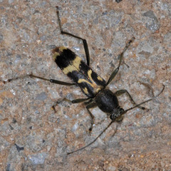 Chlorophorus figuratus