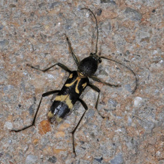 Chlorophorus figuratus