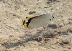 Chaetodon vagabundus