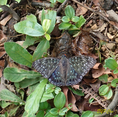 Dichorragia nesimachus