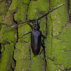 Cerambyx cerdo