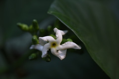 Tabernaemontana pachysiphon