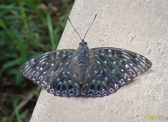 Dichorragia nesimachus