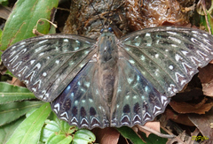 Dichorragia nesimachus